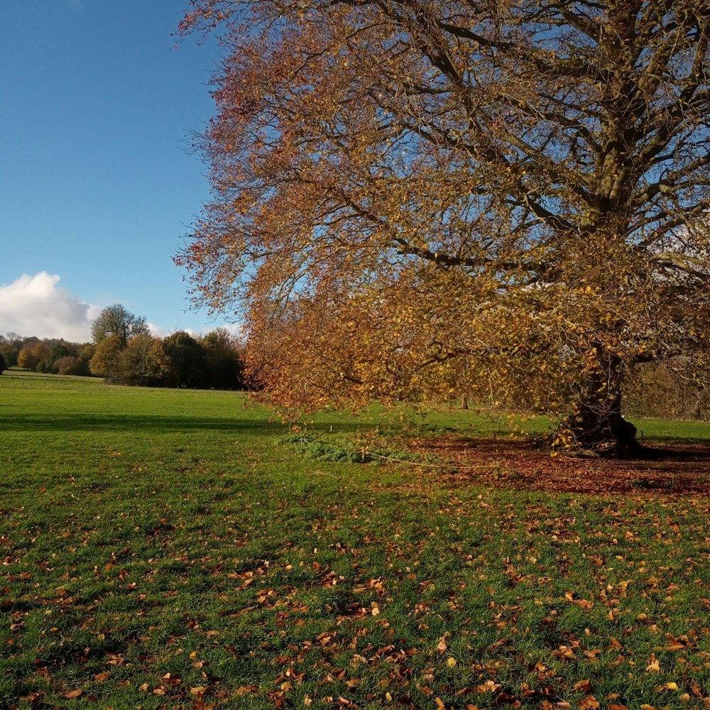 a tree in a field