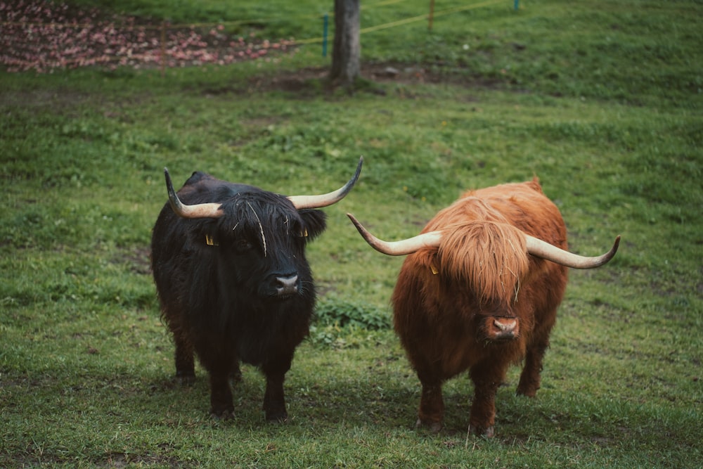 a couple of yaks in a field
