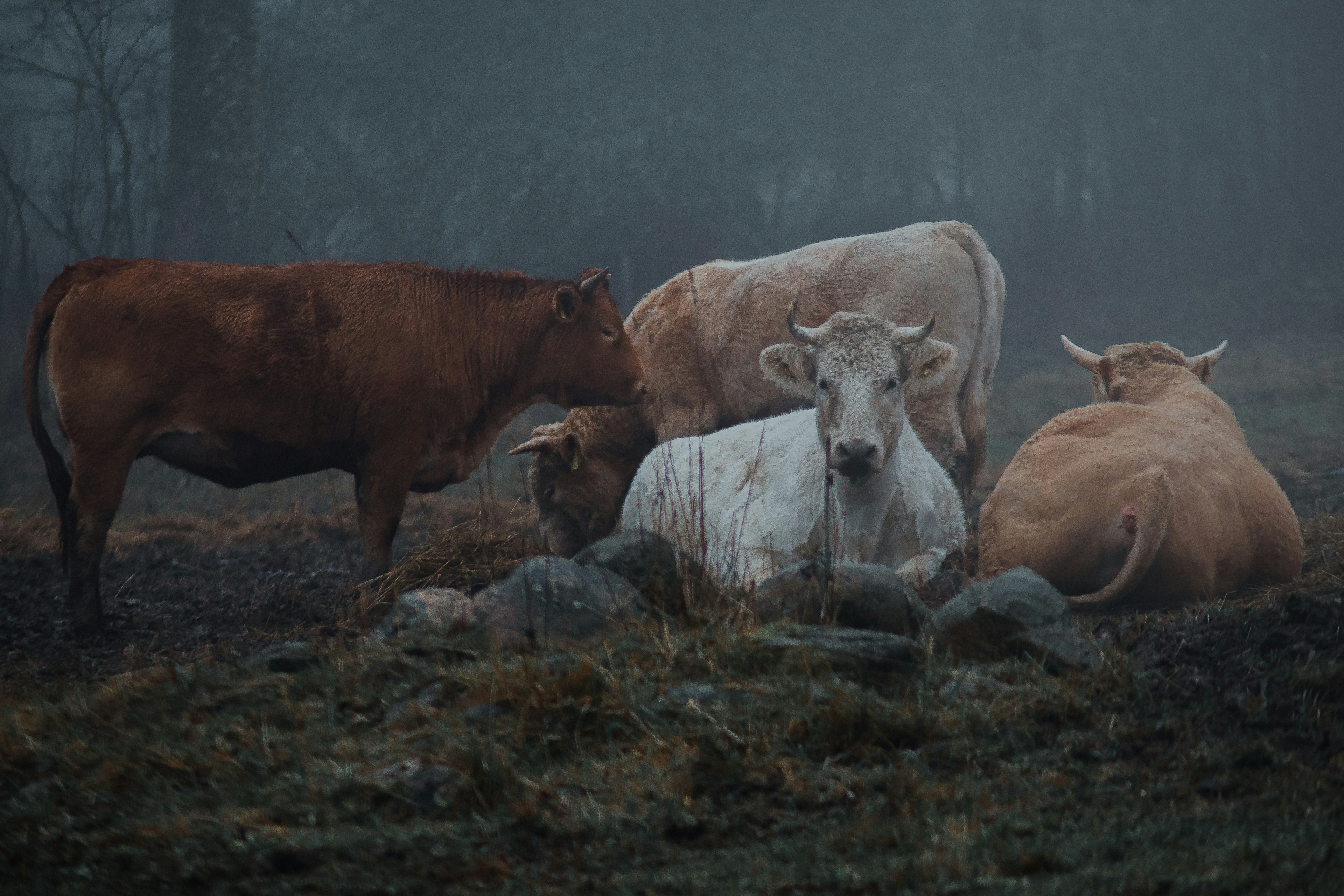 Jēkabpils Lotyšsko
