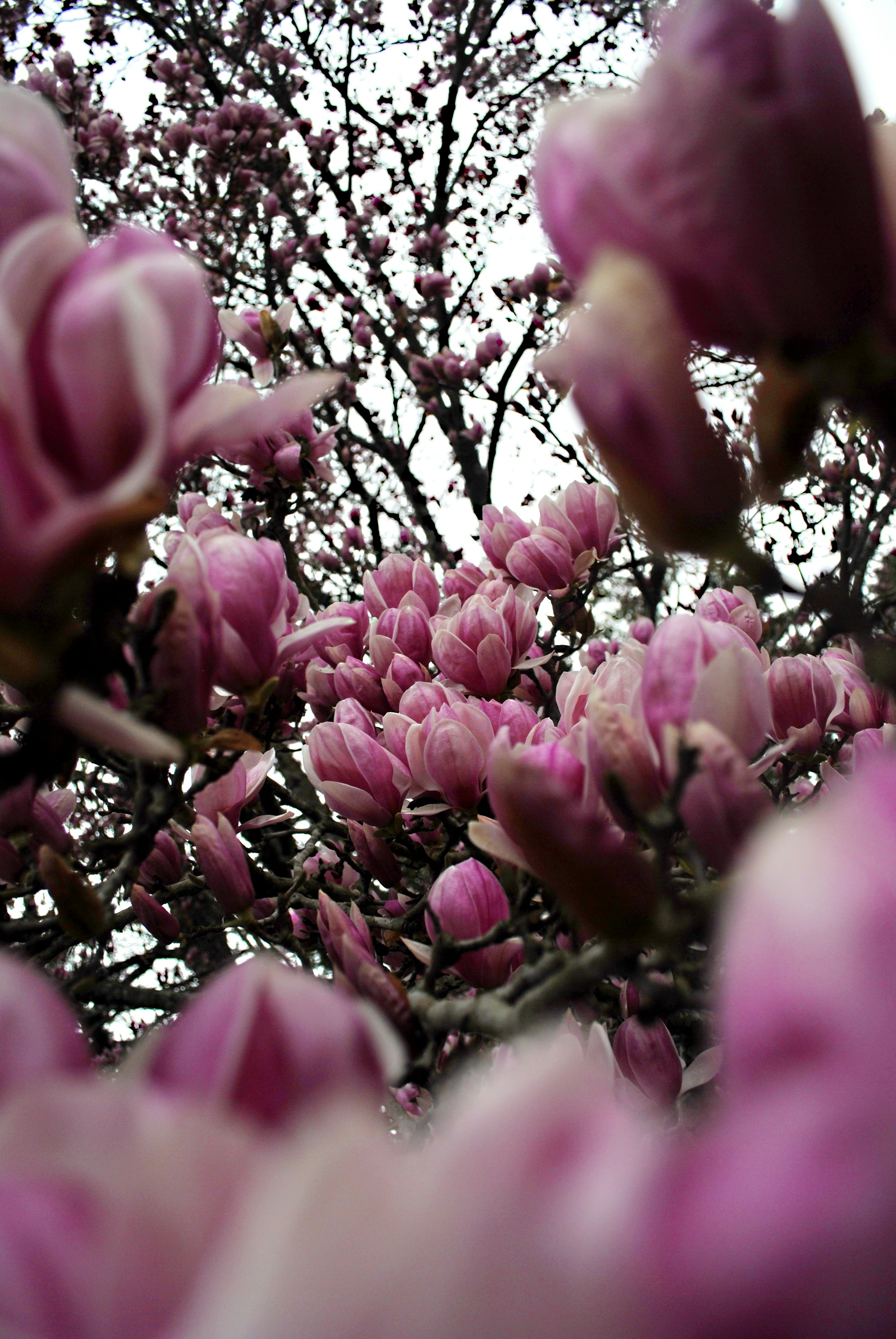 Photo by dutraenature