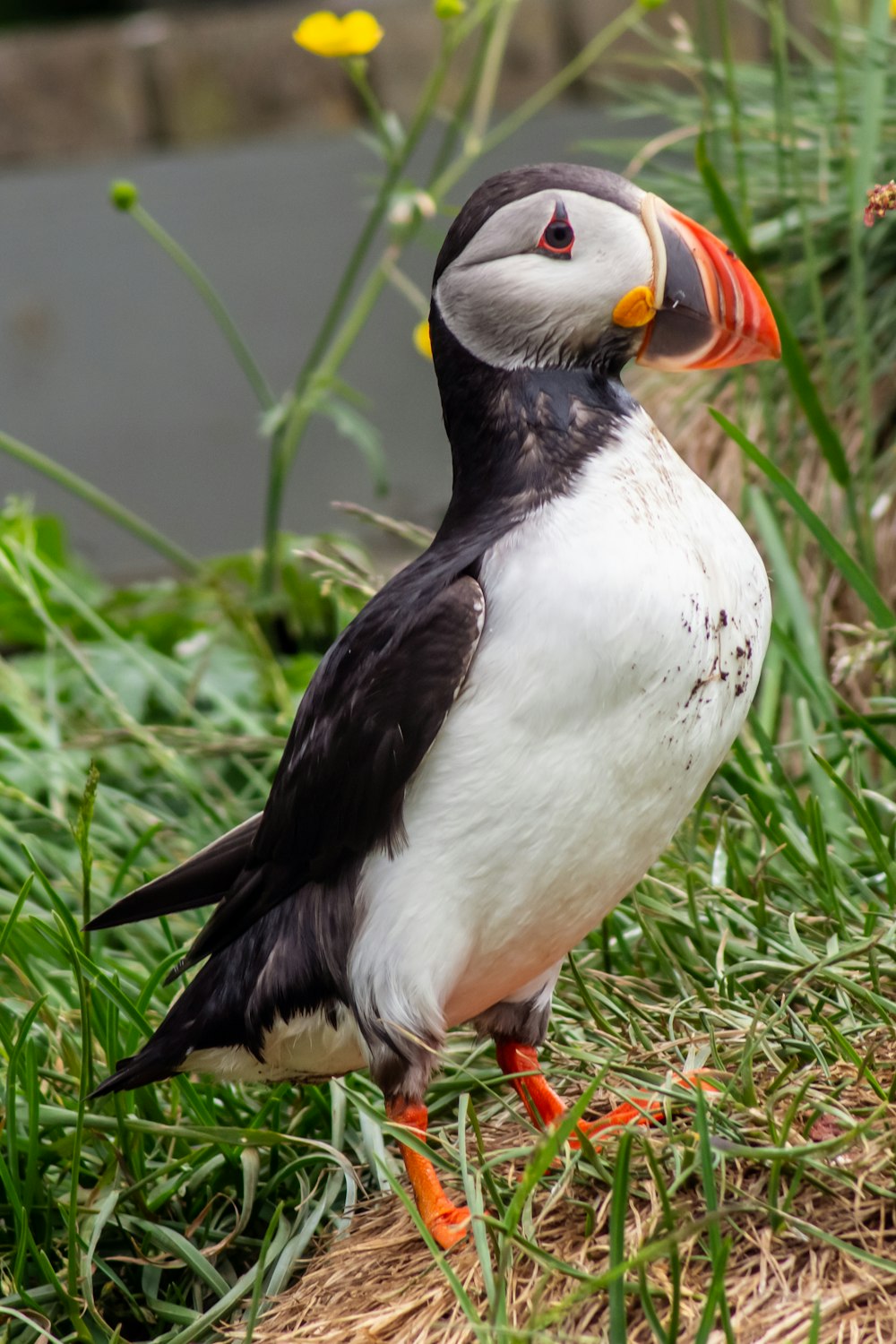 a bird with a colorful beak