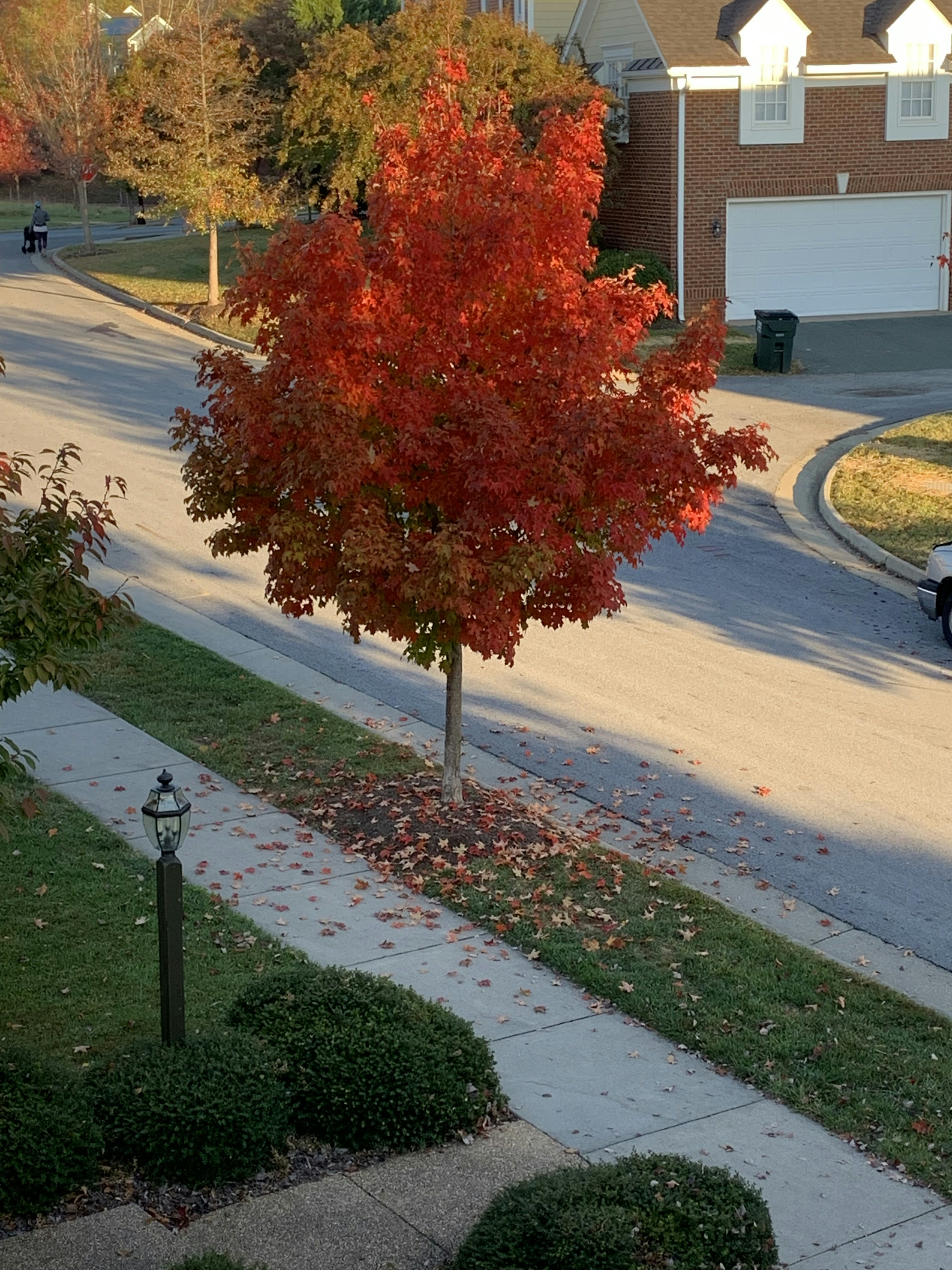Dwarf Japanese Maple for Fall Color