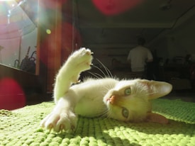 A white kitten playfully lies on its back on a green textured surface, basking in sunlight streaming through a window. The kitten's right paw is raised, and its green eyes gaze towards the camera. In the background, there are faint silhouettes of people and household items, with light creating lens flare effects.