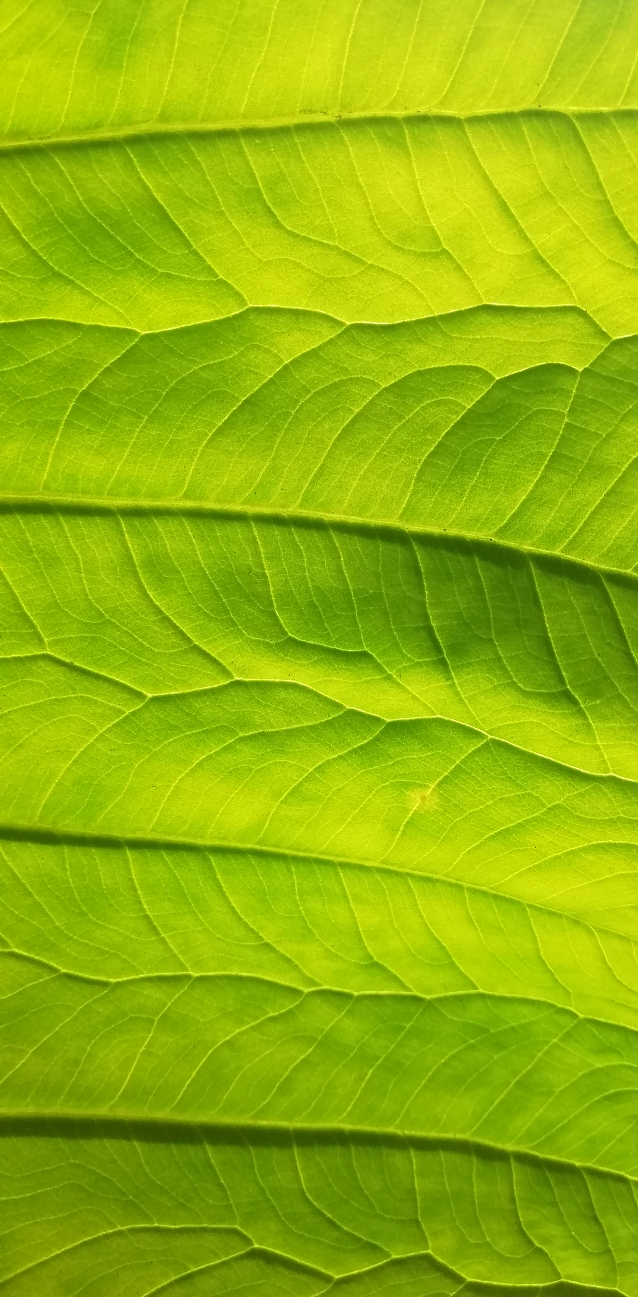 a close up of a leaf