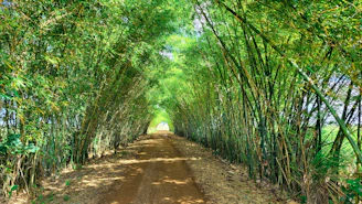 a dirt road through a forest