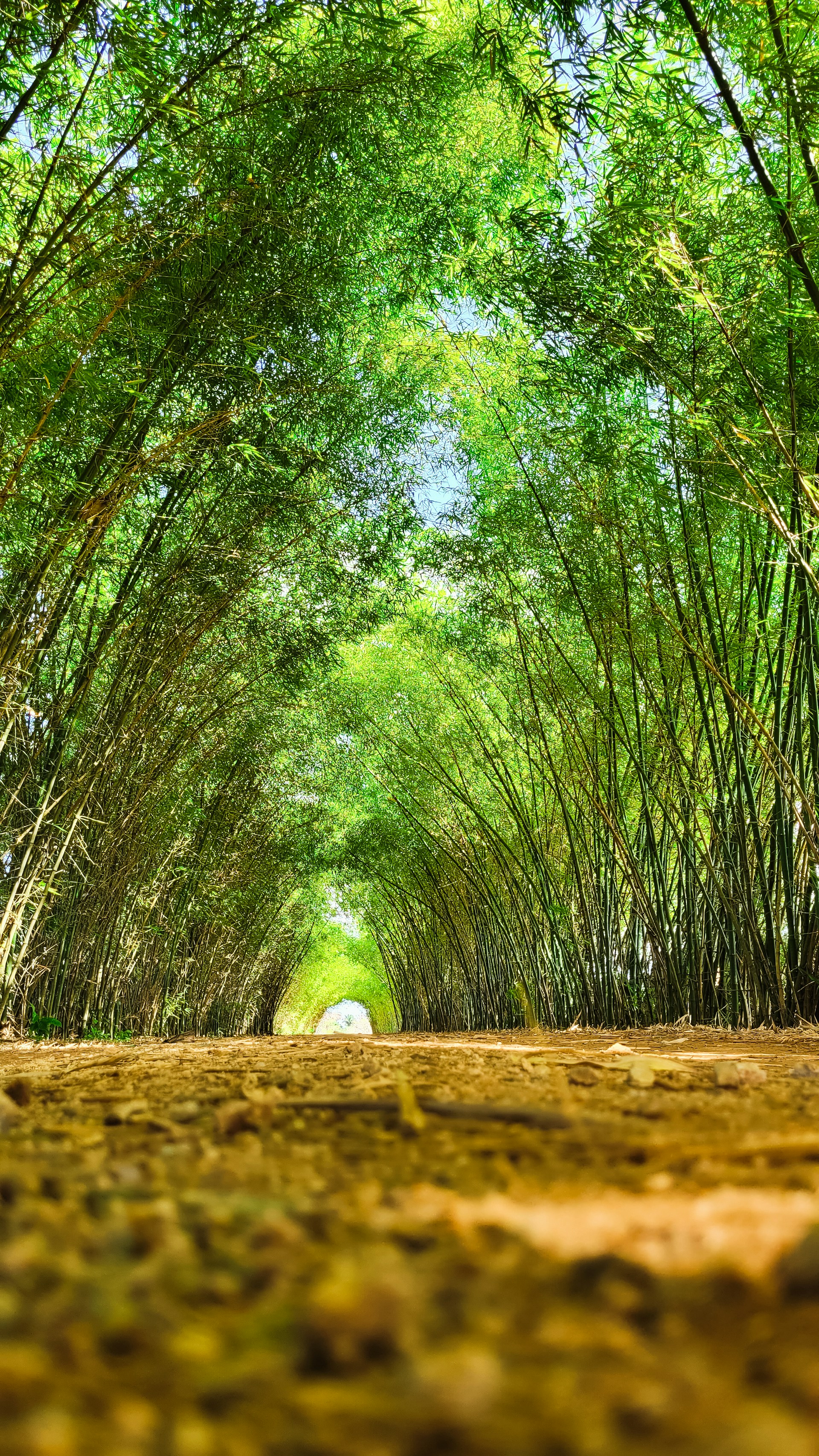 a forest with trees
