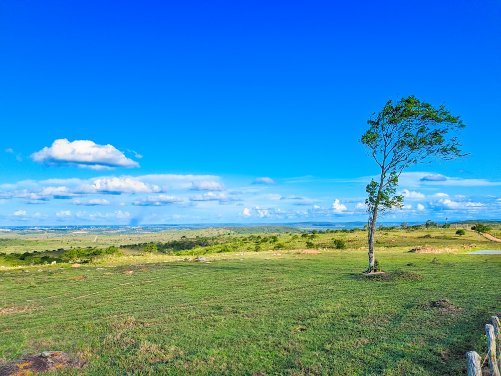 a tree in a field