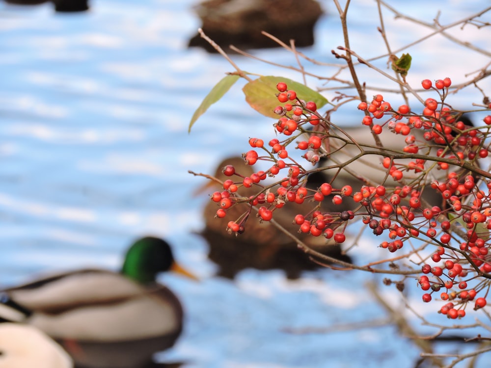 a close up of a tree branch with red berries