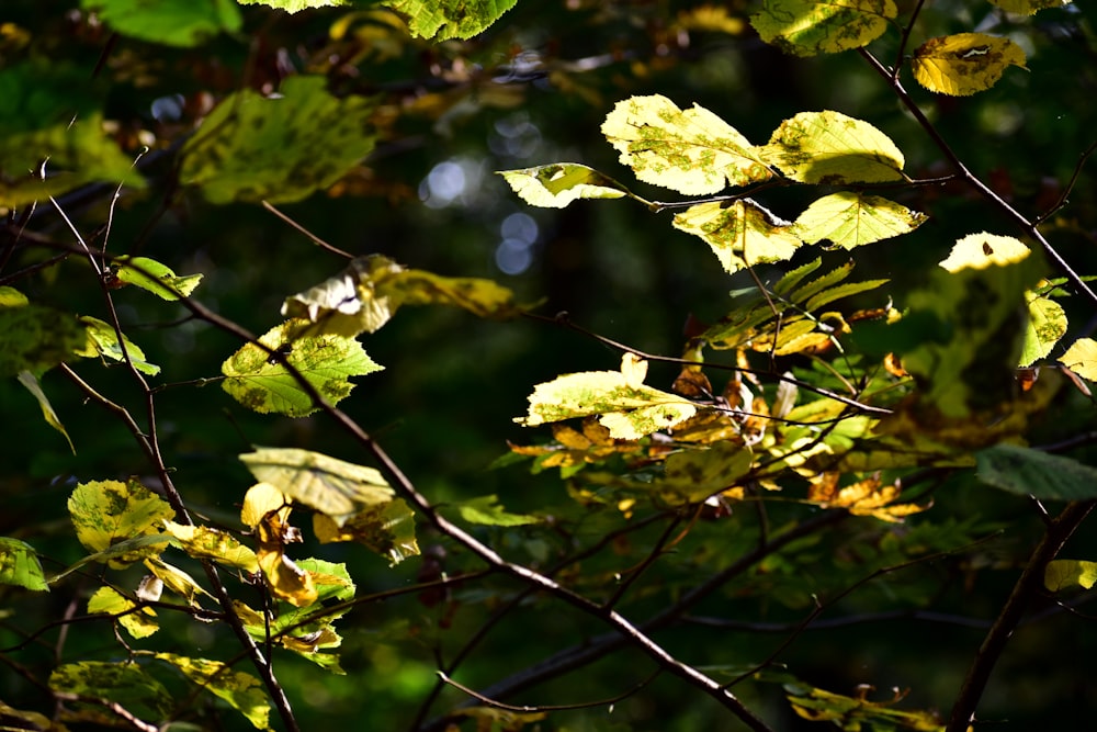 Un grupo de hojas en un árbol