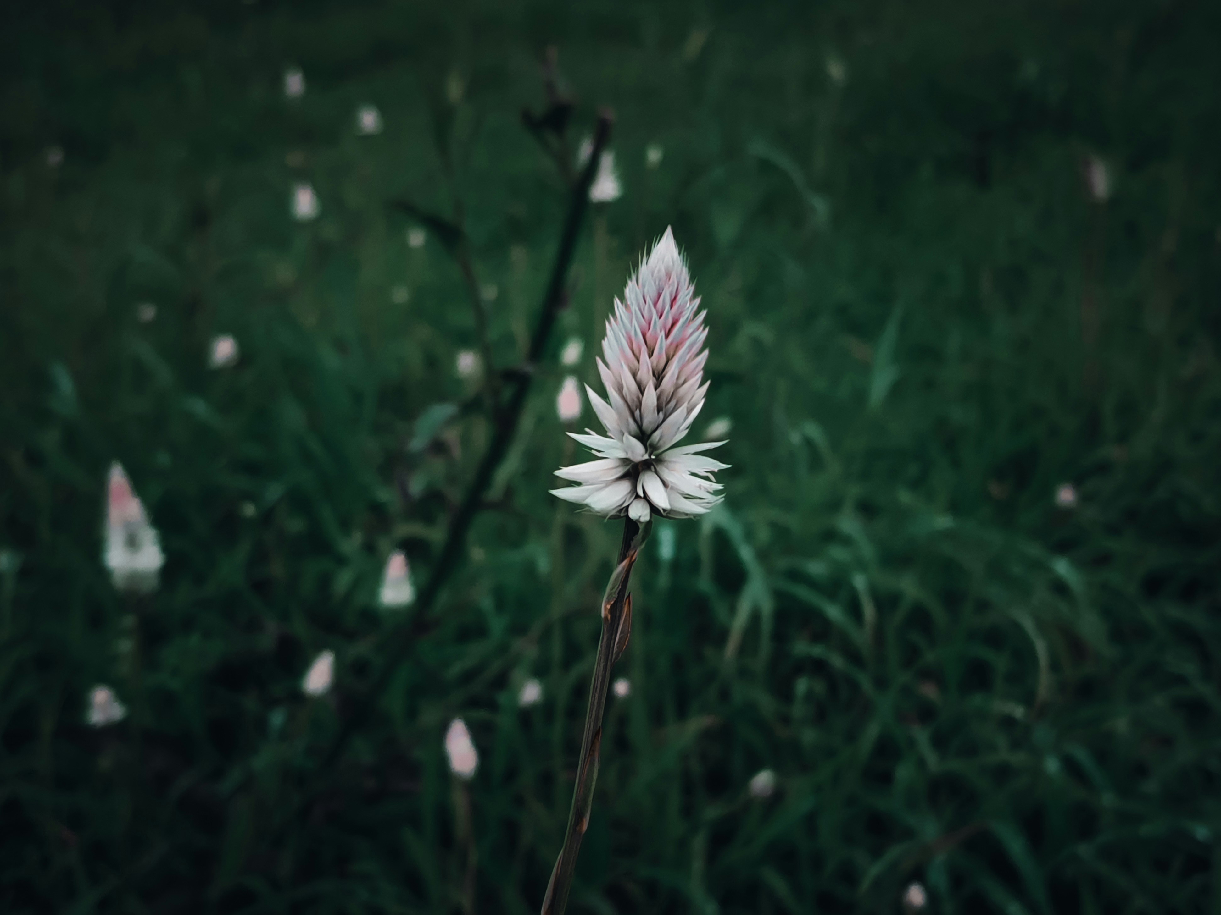 Photo by docvk03
