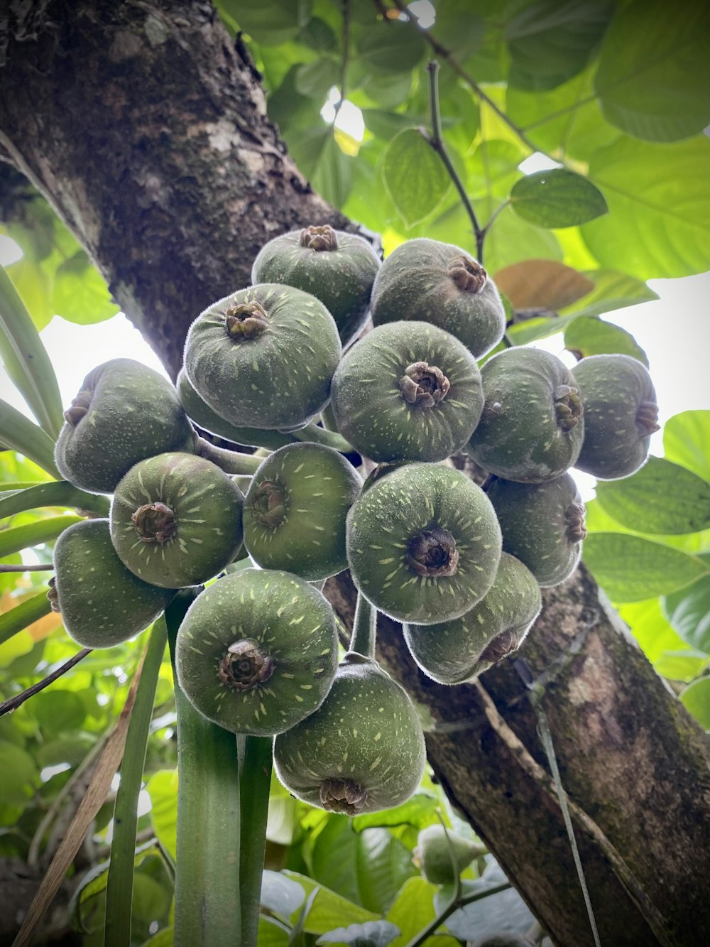 a tree with green fruit