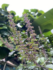 a close up of a plant