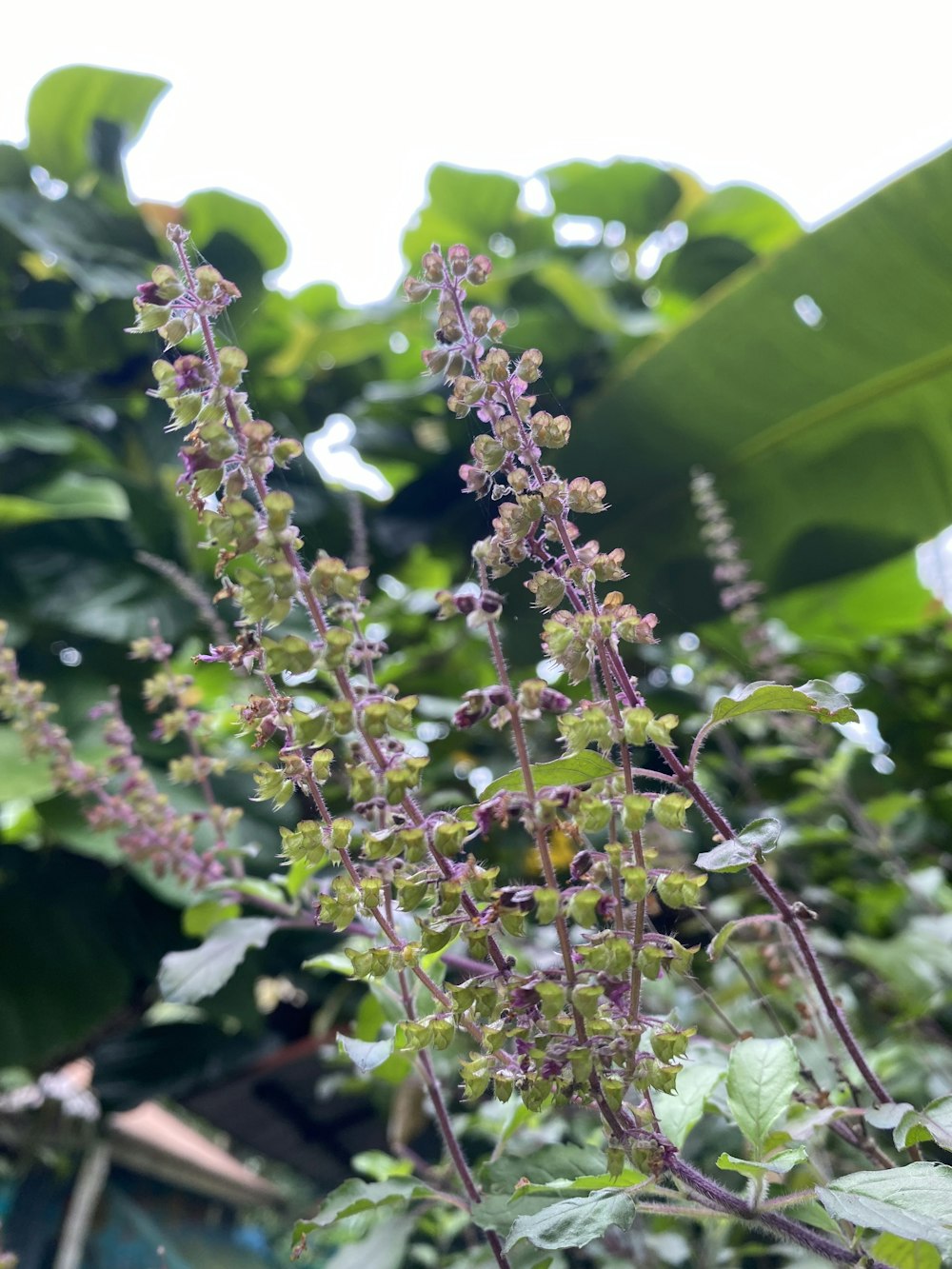 a close up of a plant