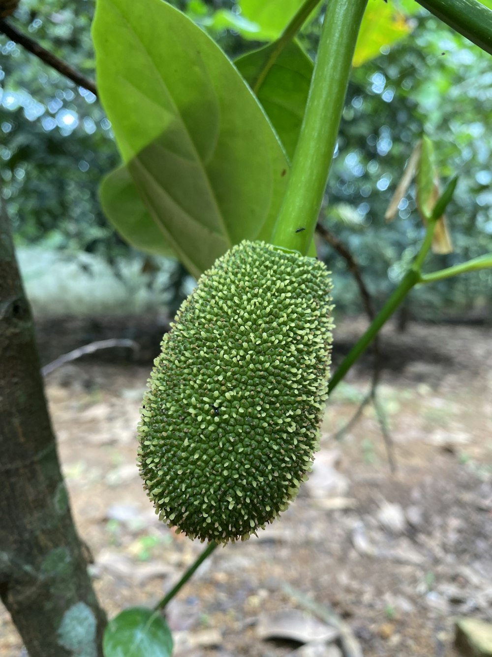 a plant with a large green leaf