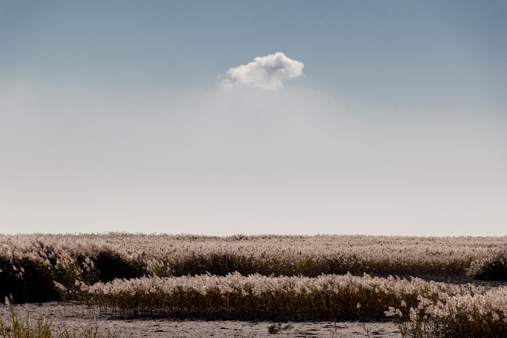 a field of plants and a cloudy sky