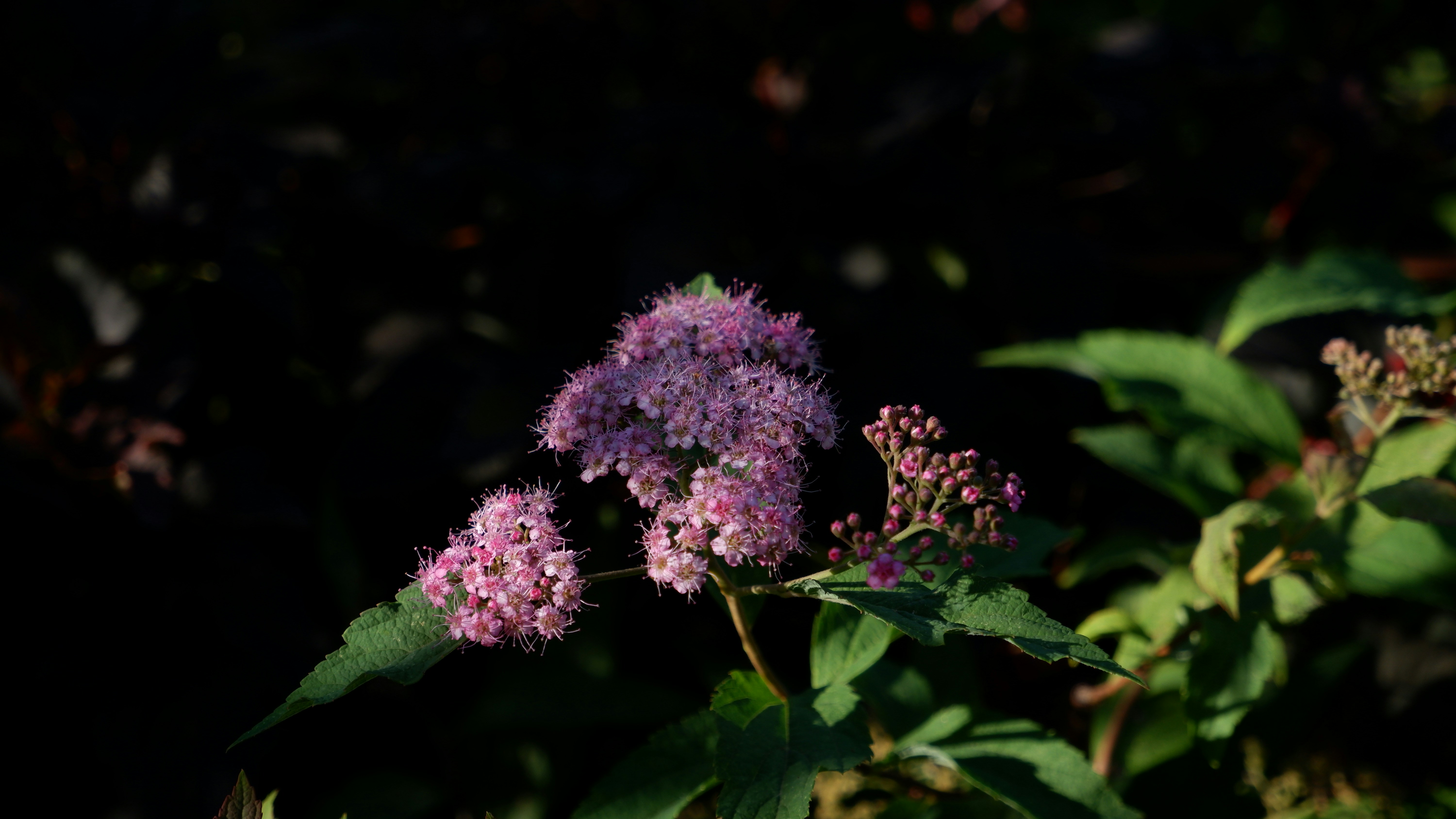 Photo by natalyaanri