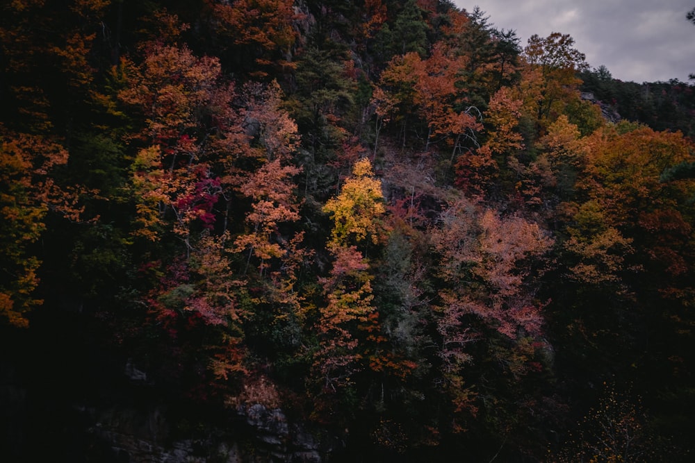 a group of trees with colorful leaves