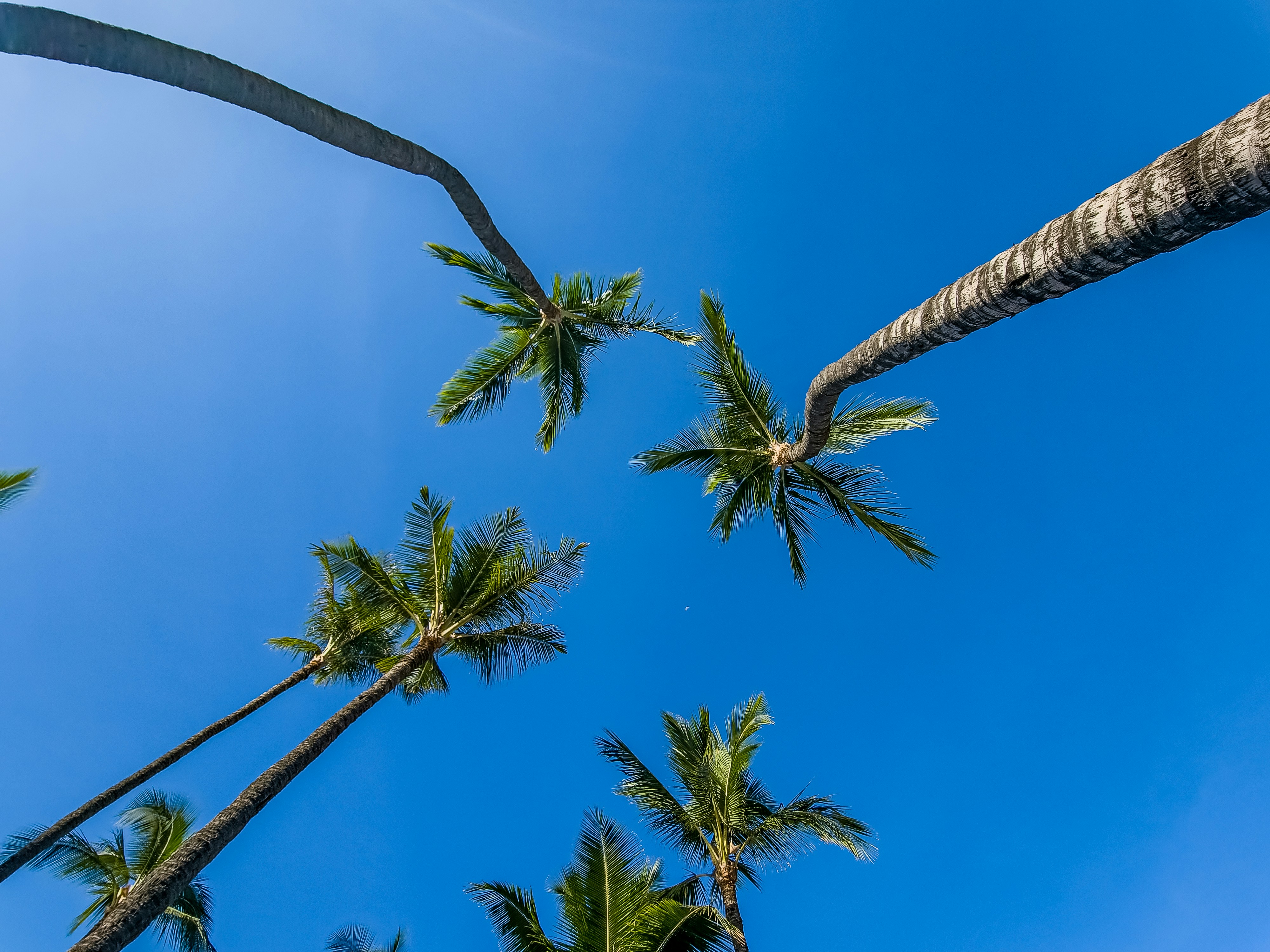 a group of palm trees