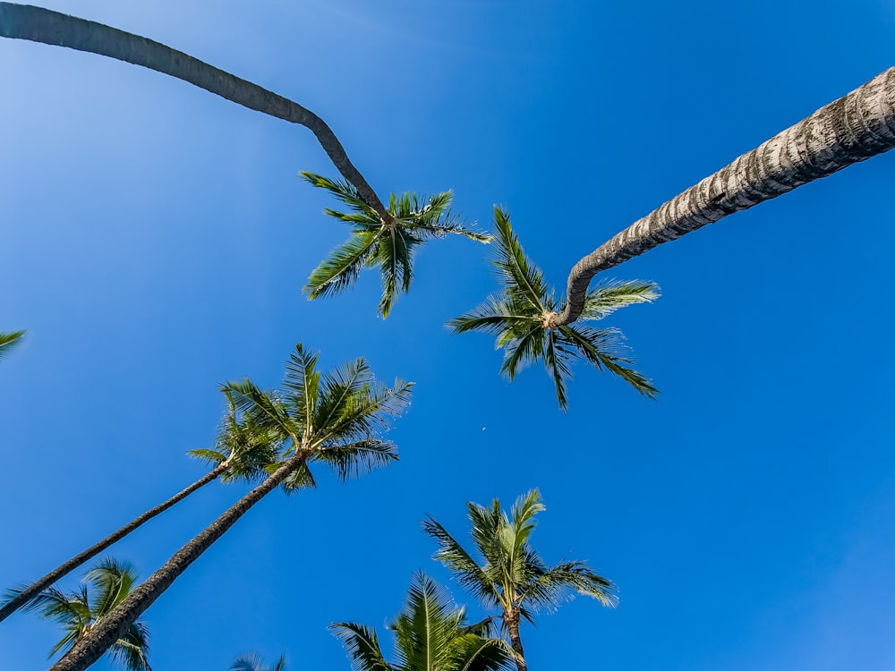 a group of palm trees