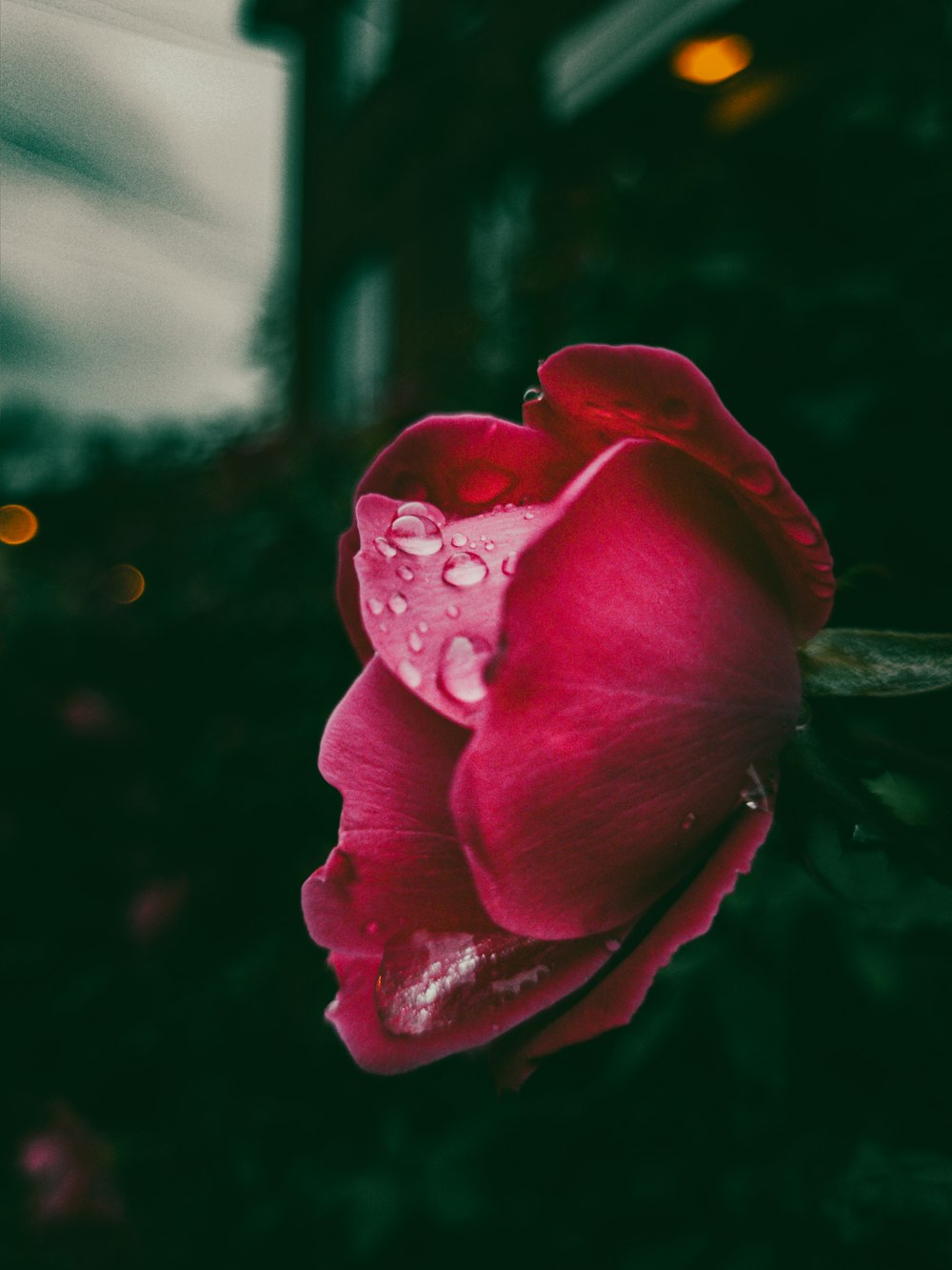 a close up of a flower