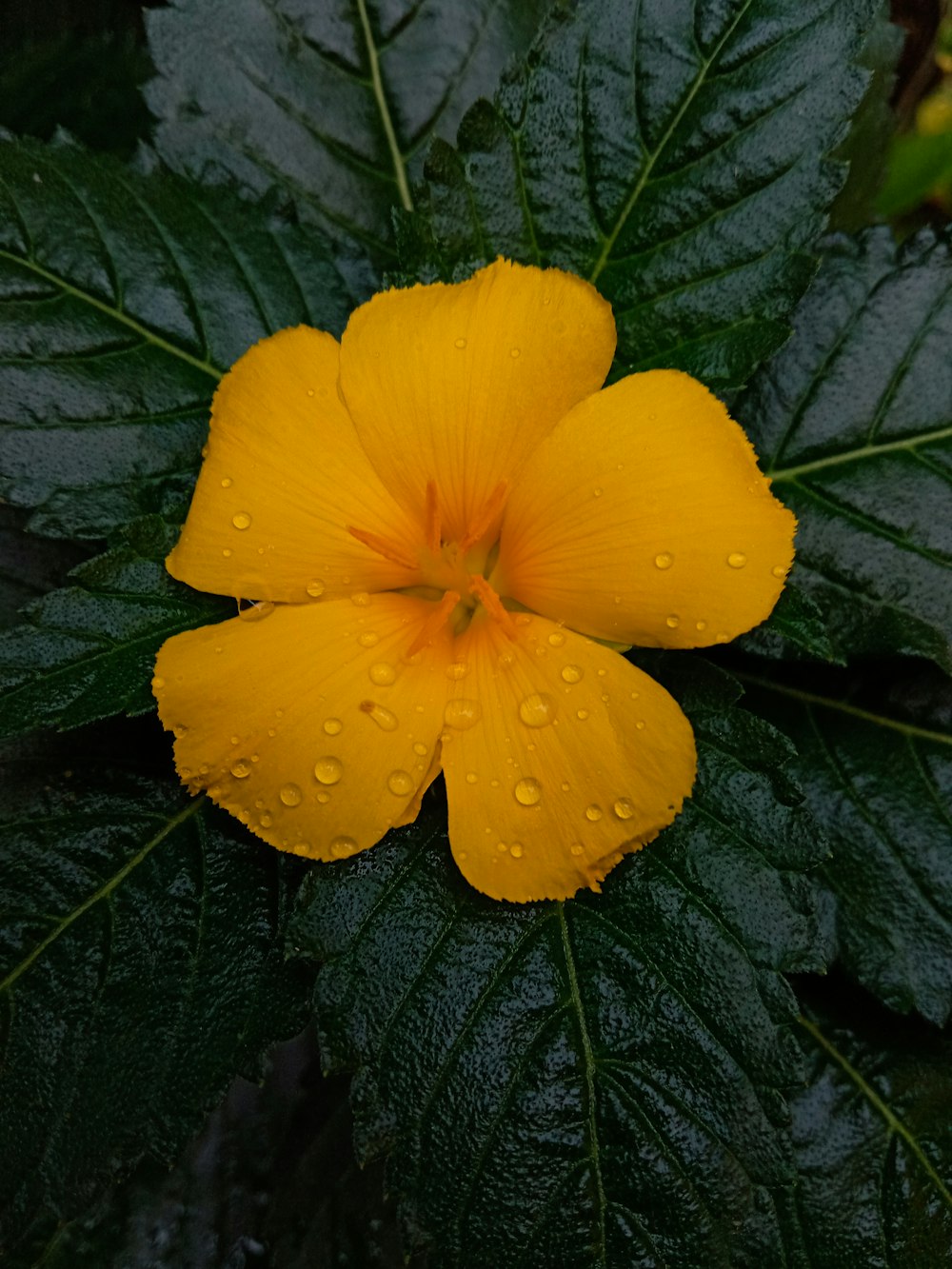 a yellow flower with green leaves