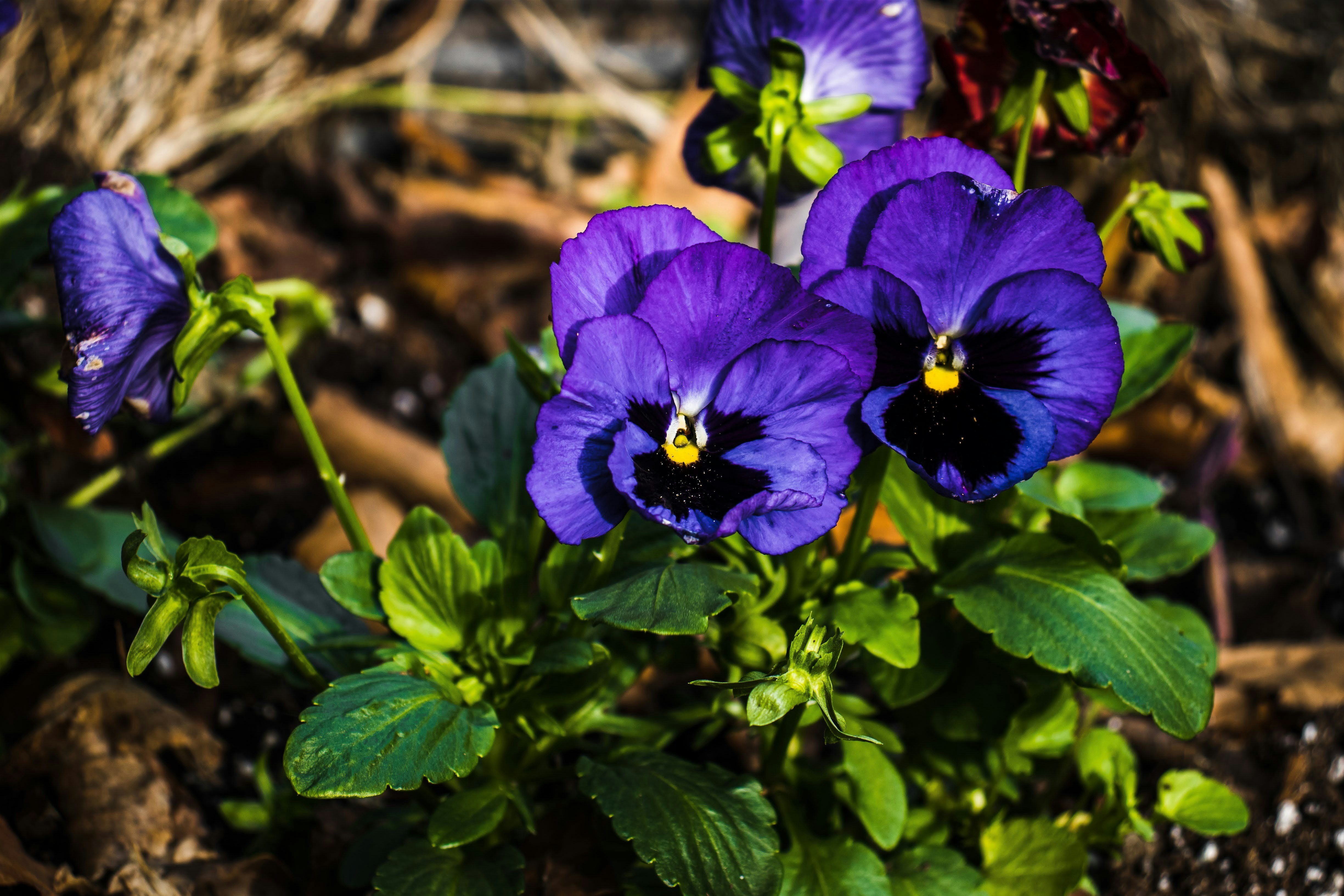 Photo by brice_cooper18