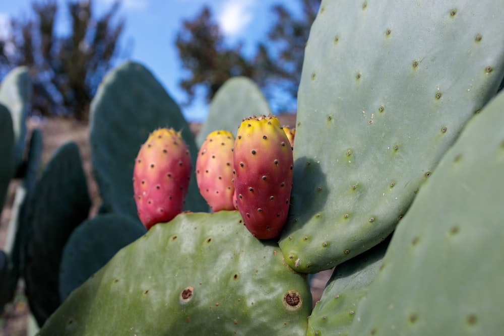 a cactus with red flowers