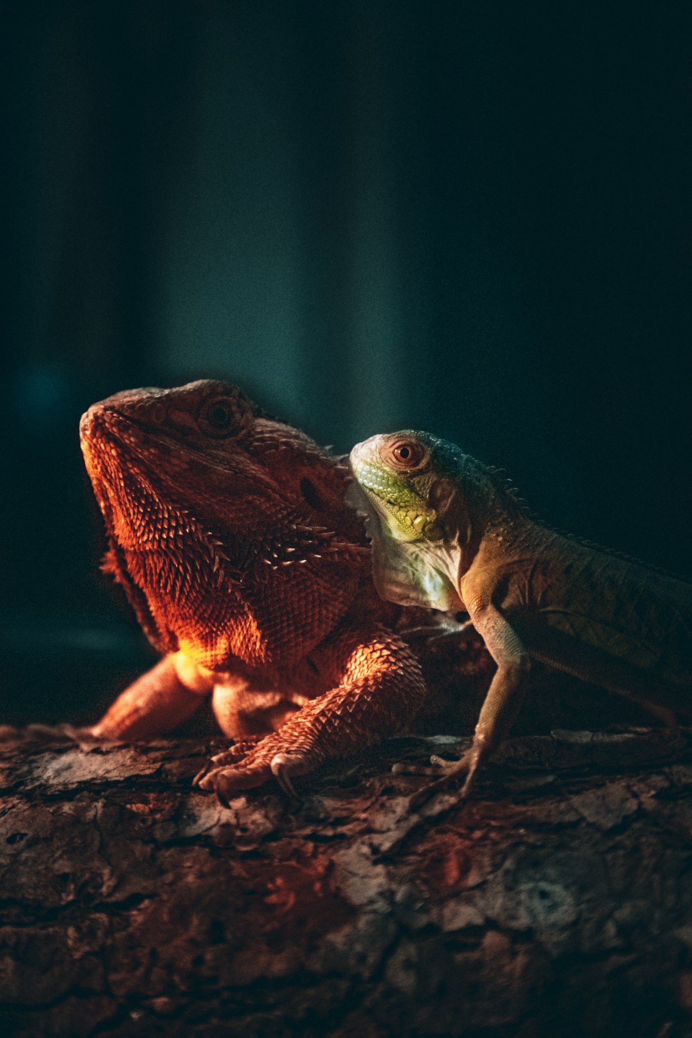 Une grenouille sur un rocher