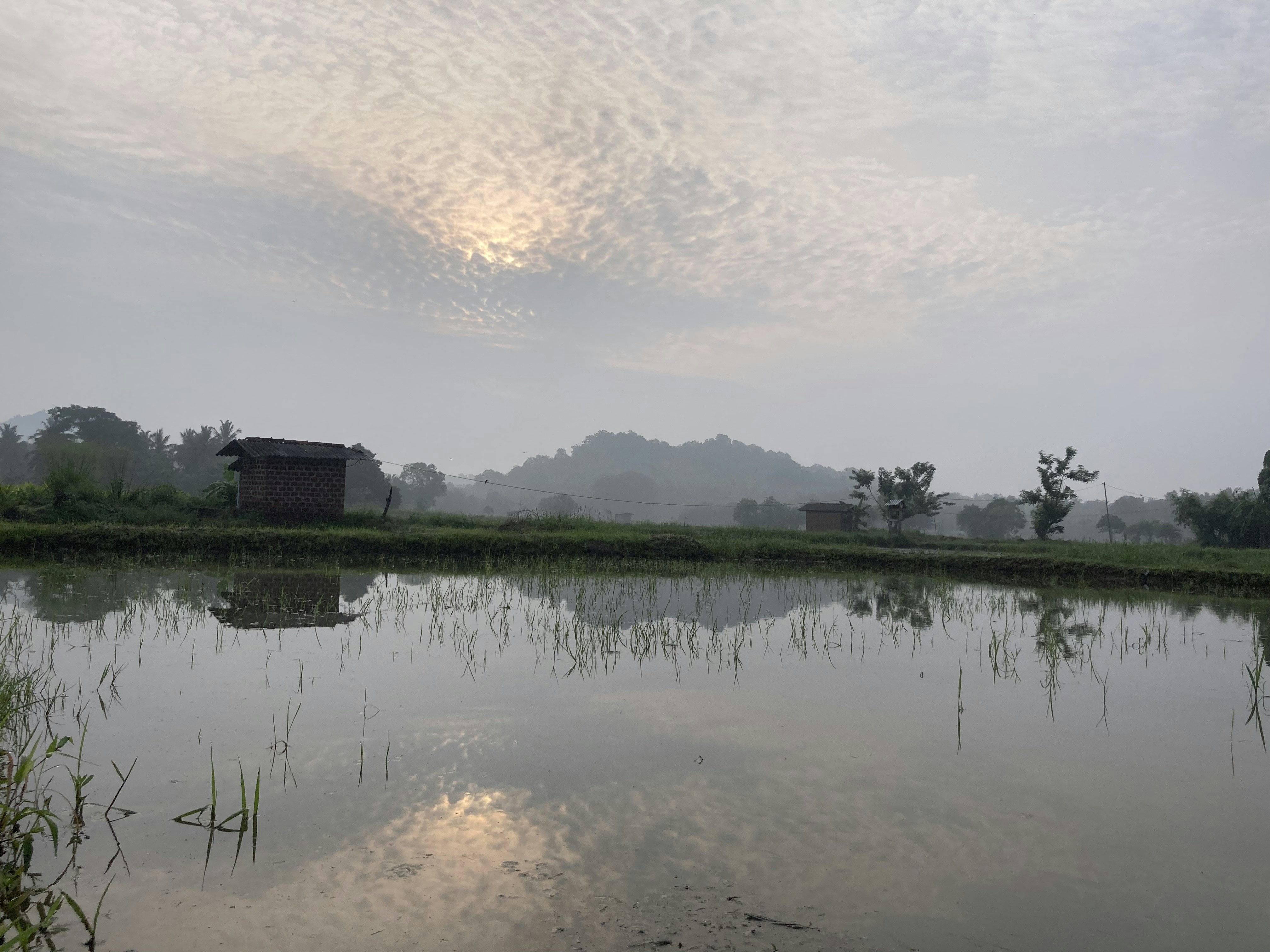 Savannakhet, Laos - A photo of Village paddy-feilds