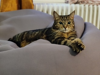 a cat lying on a couch