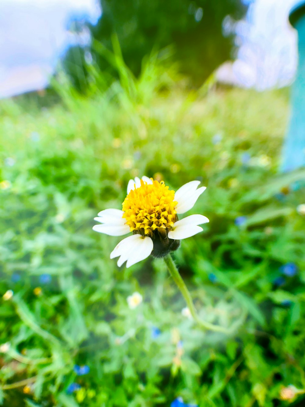 a white and yellow flower