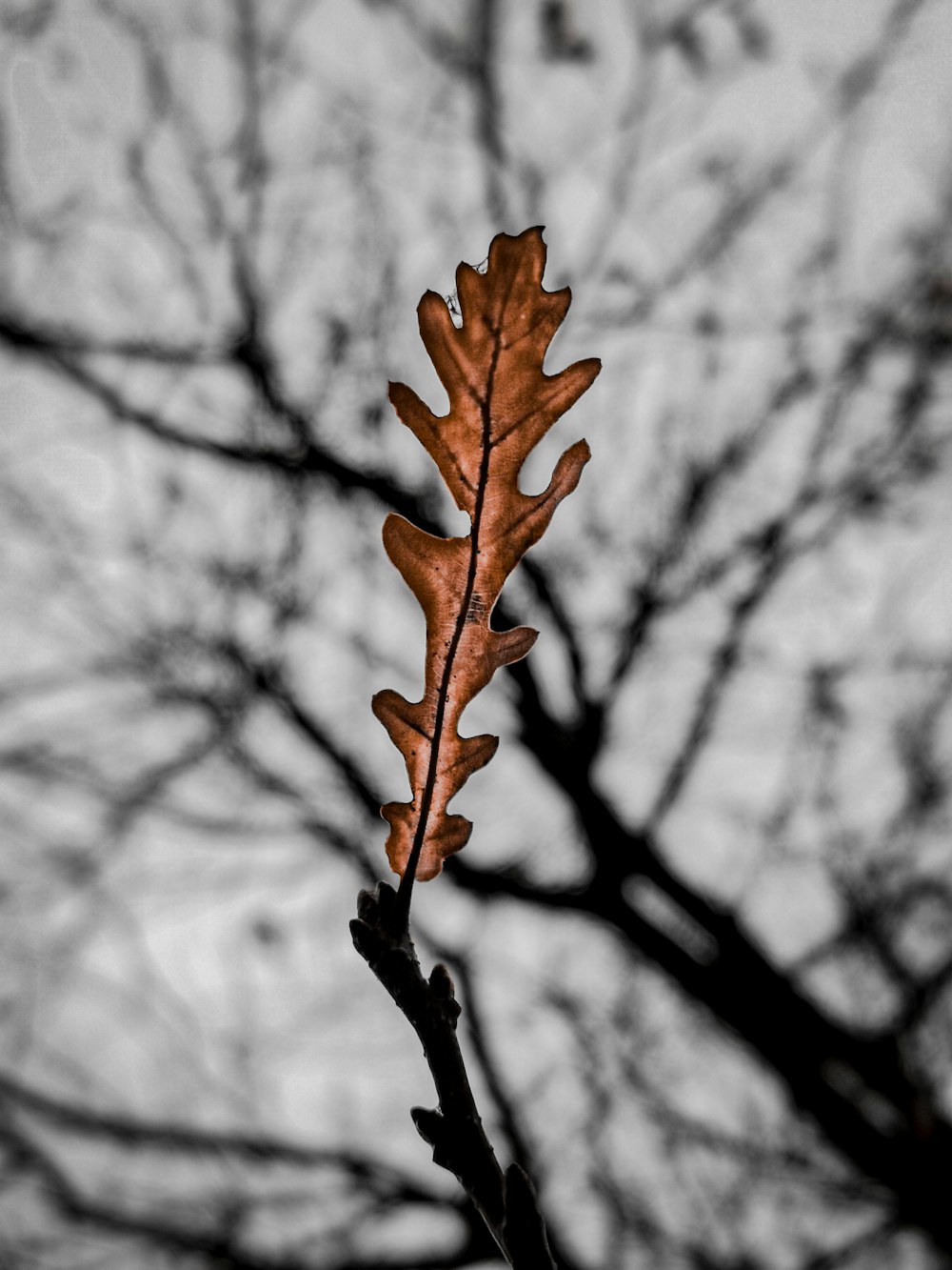 a tree branch with snow on it