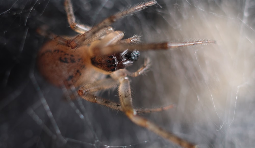 a close up of a spider