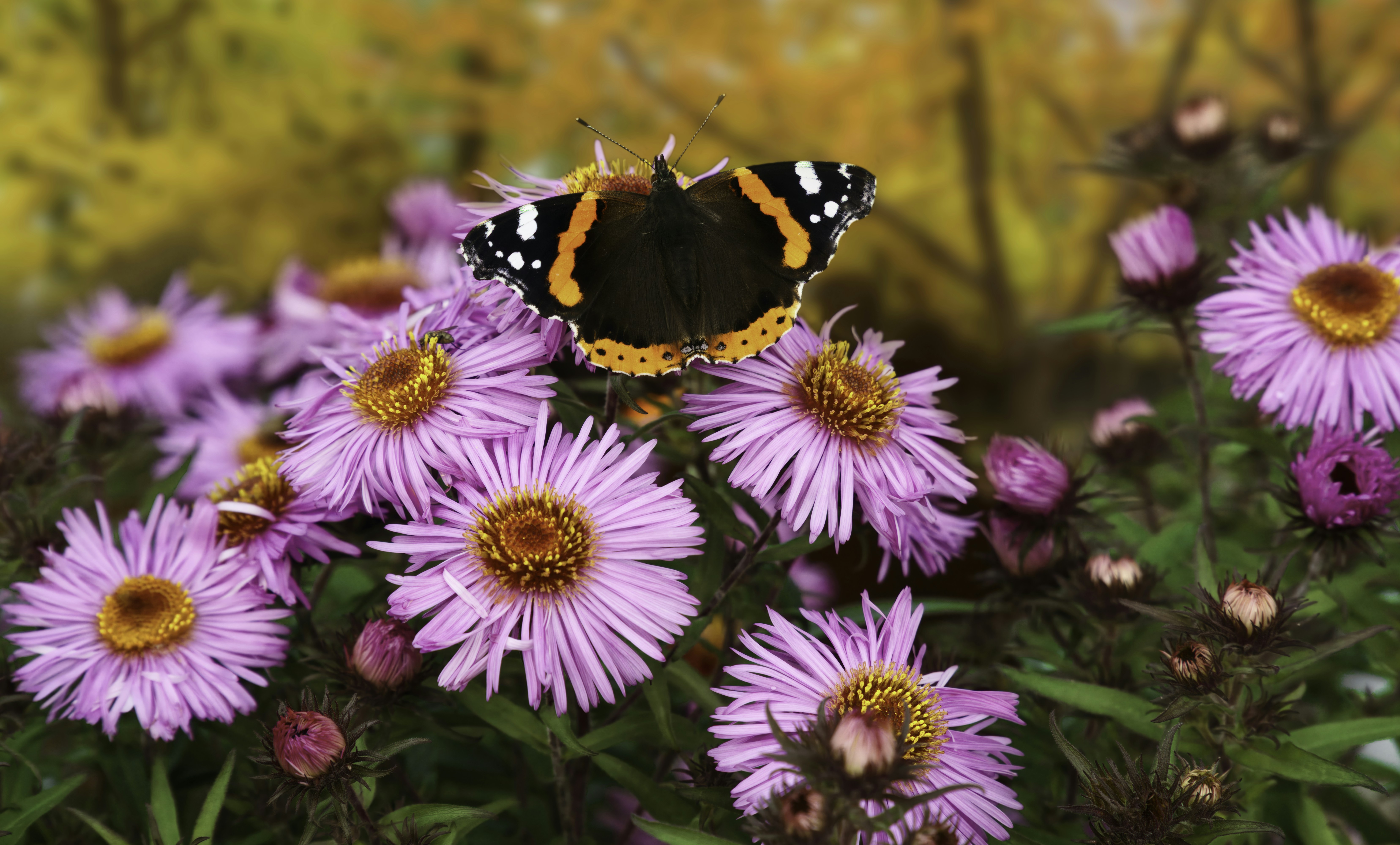 Photo by iankelsall1