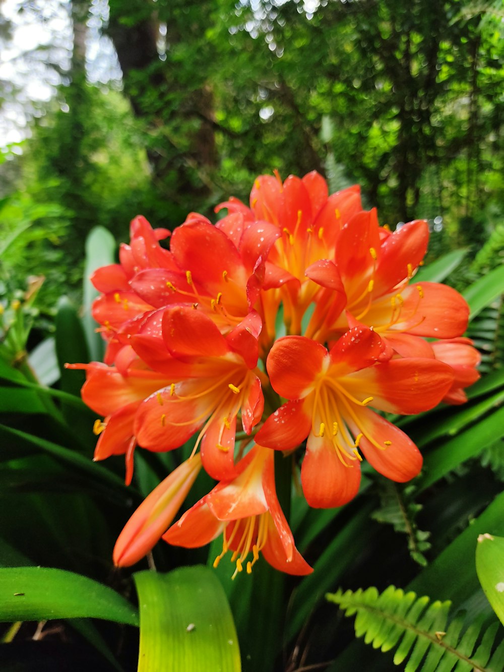 a group of flowers