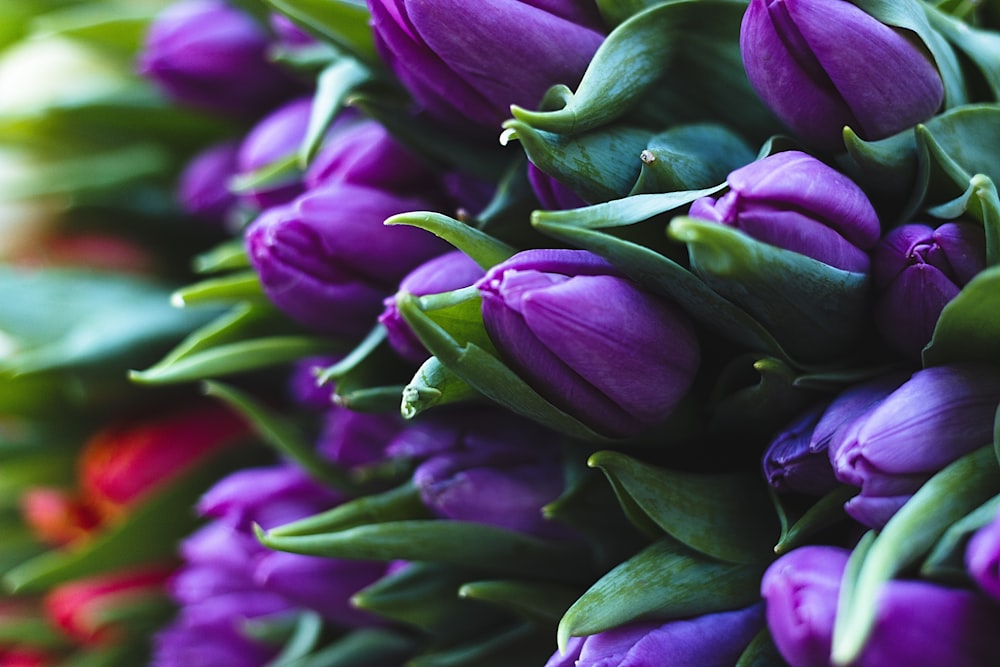 a close up of purple flowers