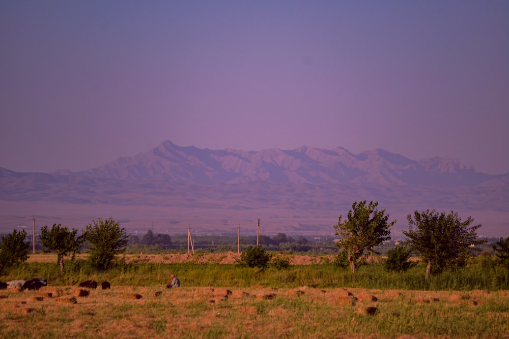 a field with trees and mountains in the background