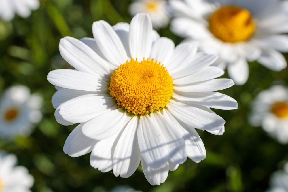 a close up of a flower