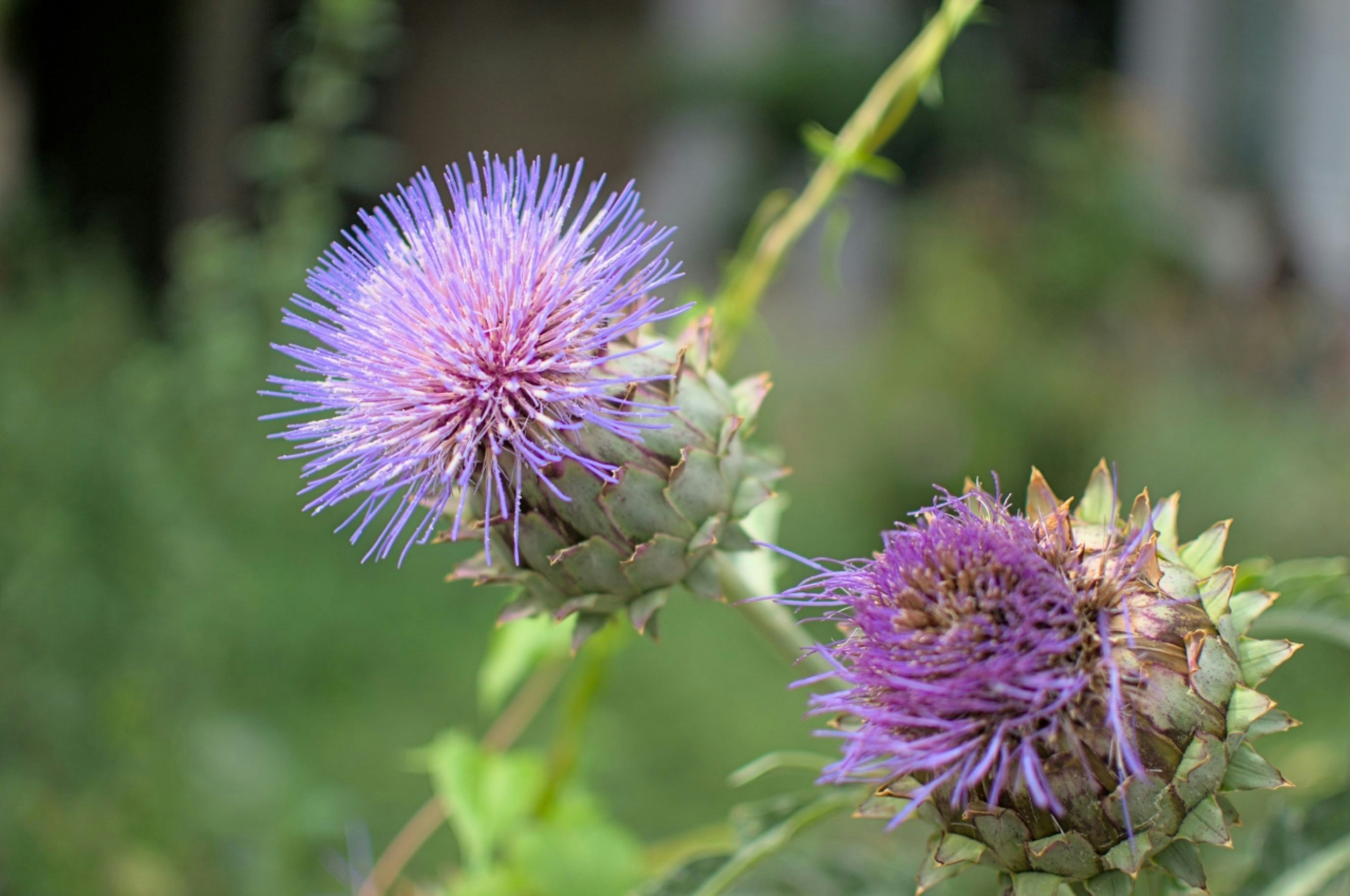 Photo by momentsbyaxel