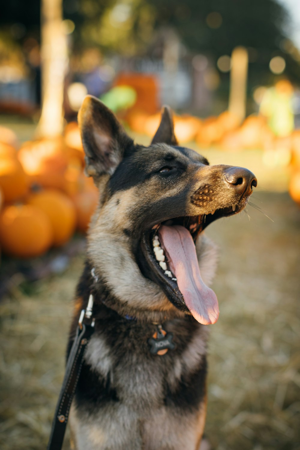 a couple dogs with their mouths open