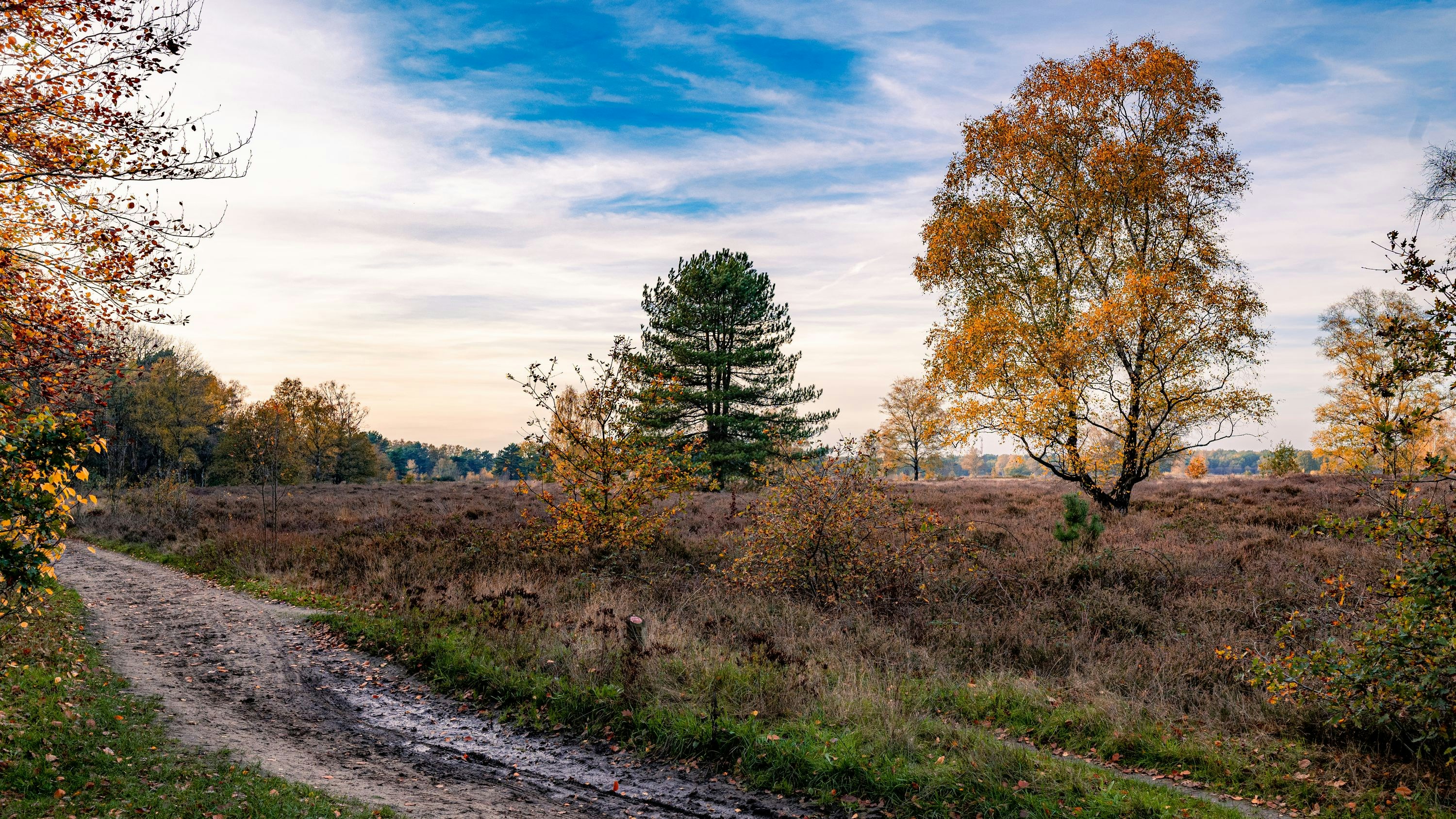 a dirt road with trees on either side of it