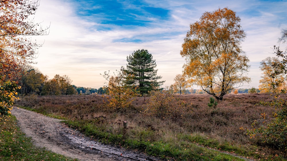 a dirt road with trees on either side of it