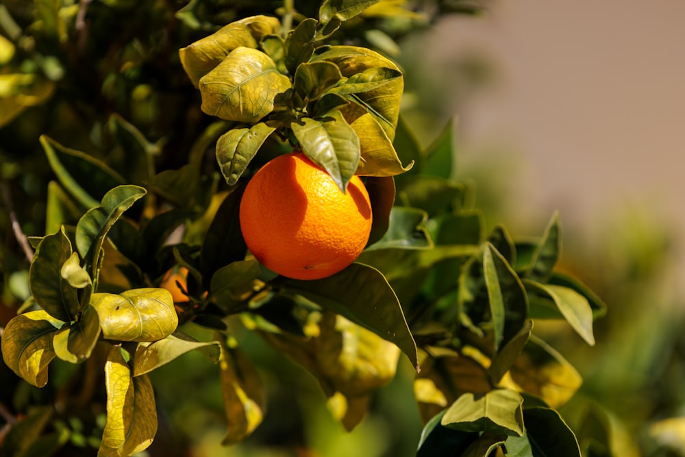 an orange on a tree