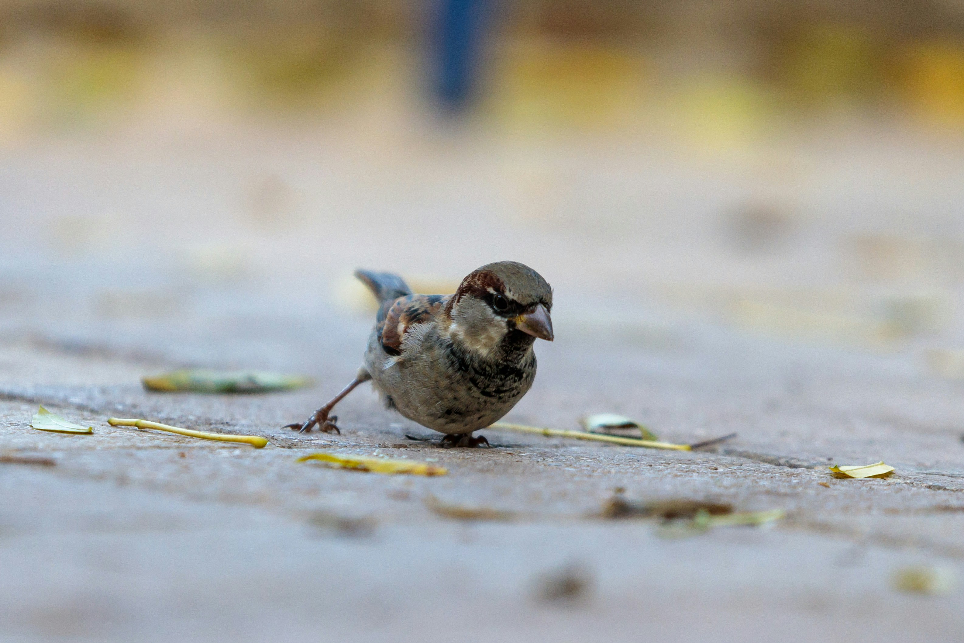 a small bird on the sand