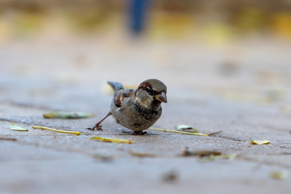 a small bird on the sand