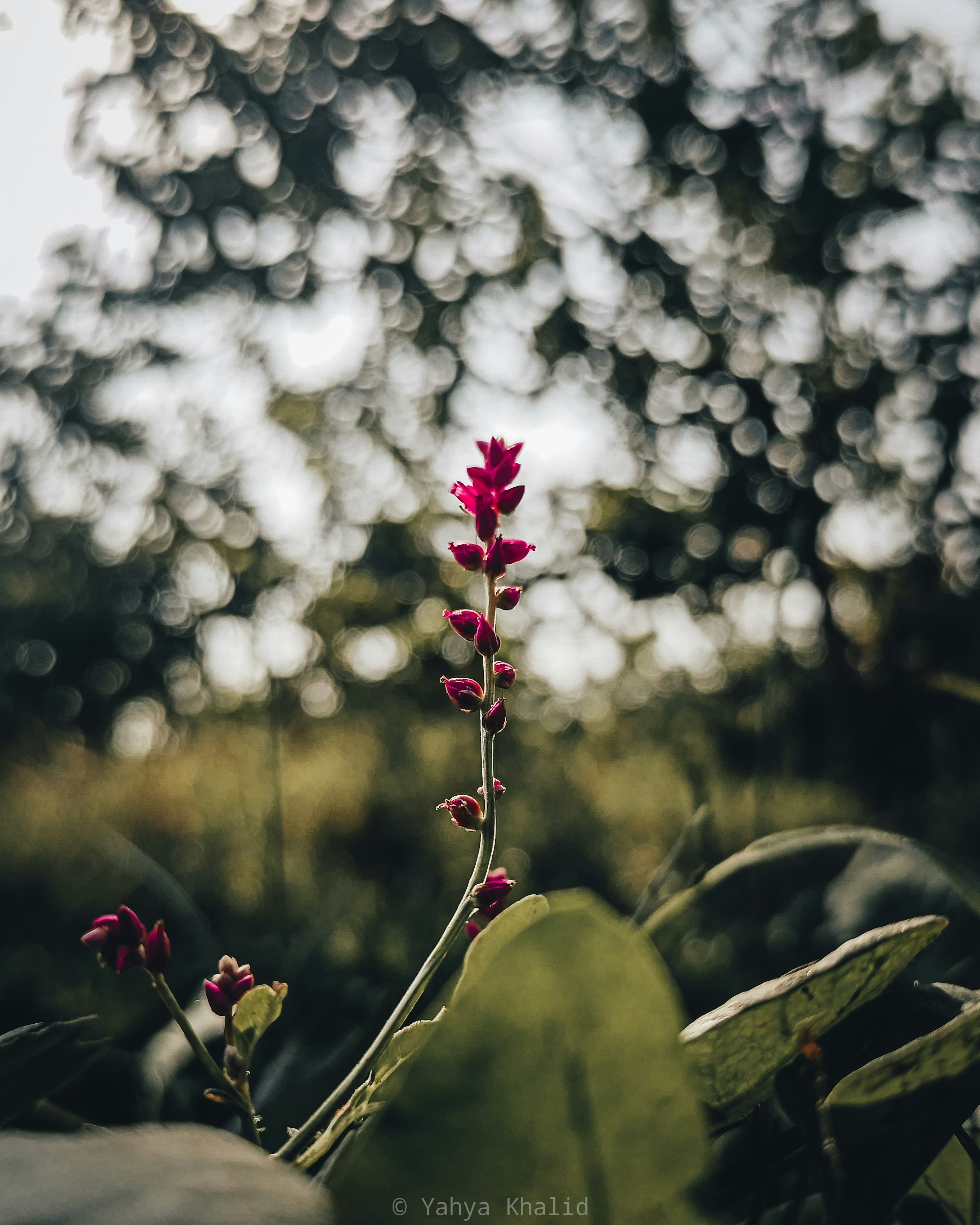 Photo by clicksbyyahya01