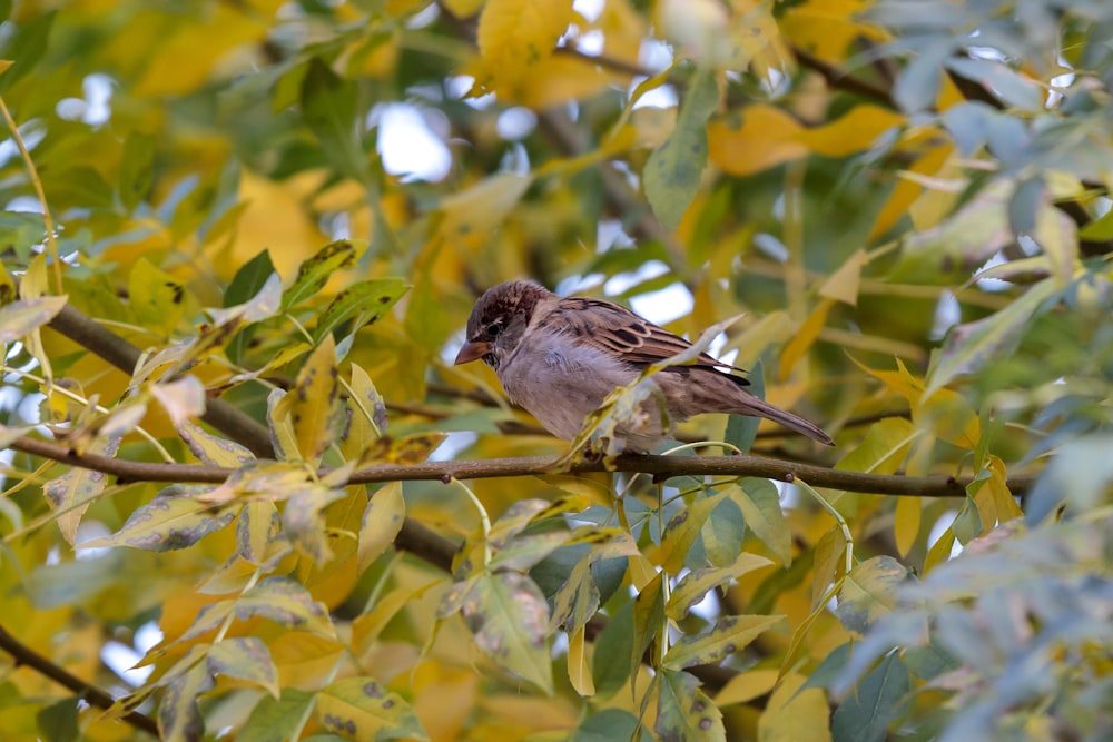 a bird perched on a branch