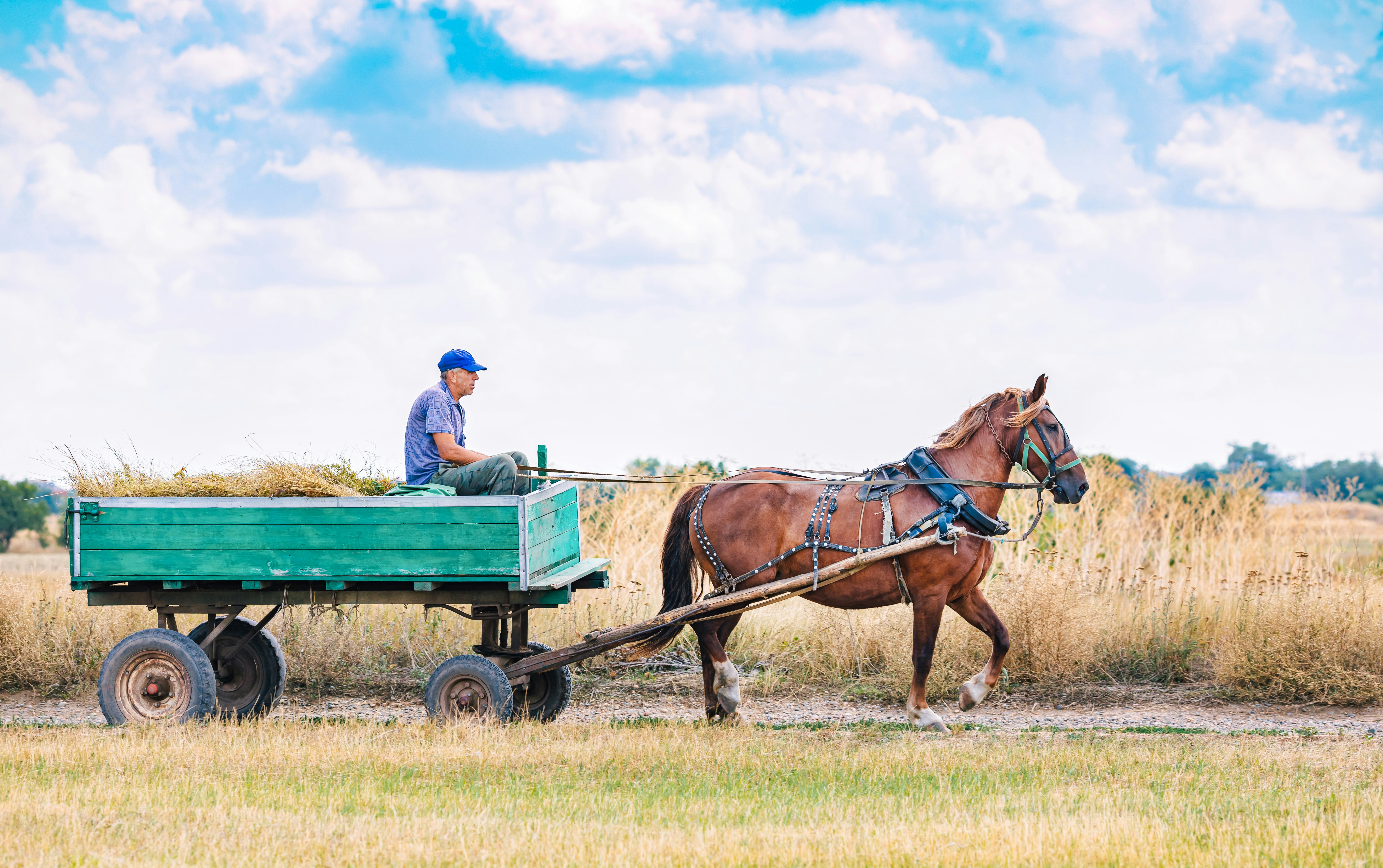 a man driving a horse carriage