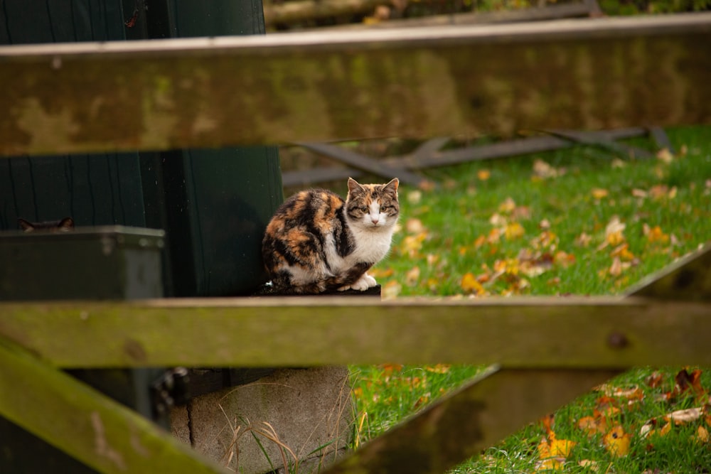 a cat sitting on a bench