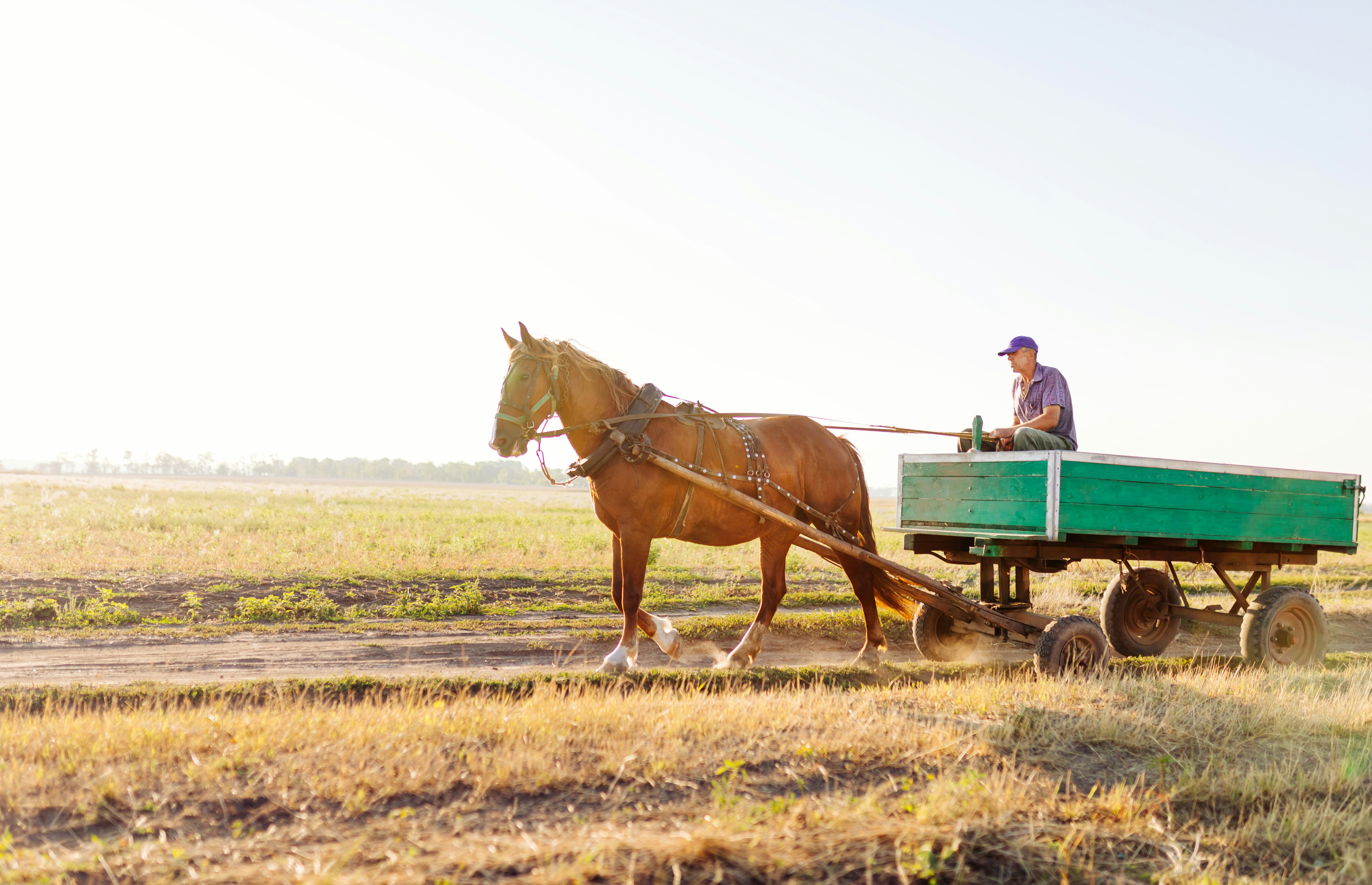 a person driving a horse carriage
